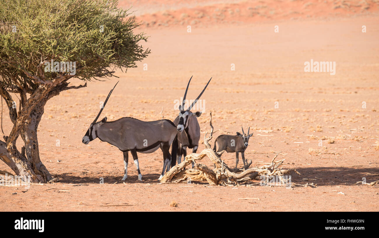 Gemsbok family standing in the shade of a shepherd tree Stock Photo