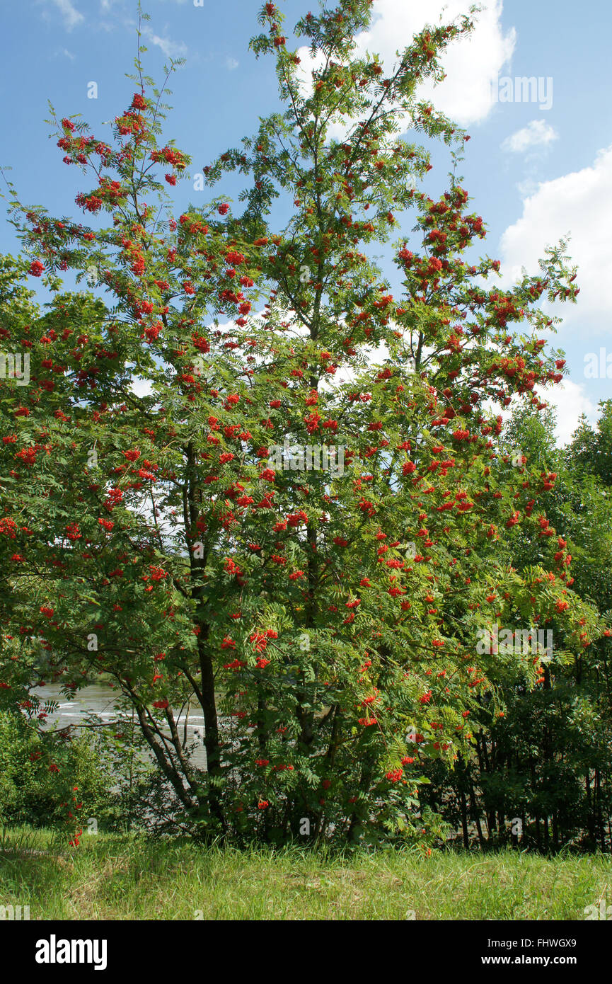 Sorbus aucuparia, Rowan Stock Photo - Alamy