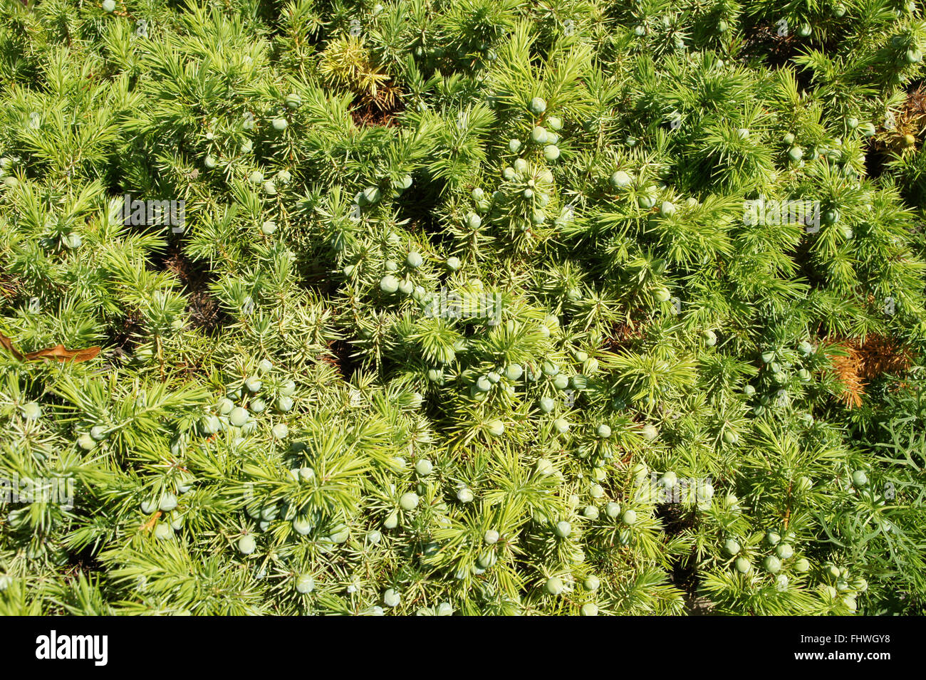 Juniperus conferta, Shore juniper Stock Photo