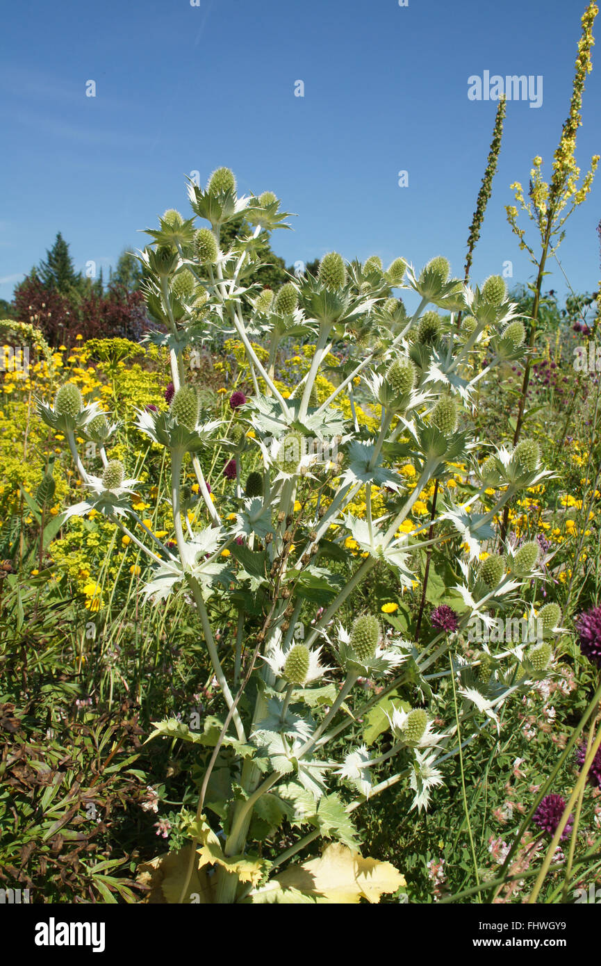 Eryngium giganteum, Giant sea holly Stock Photo Alamy