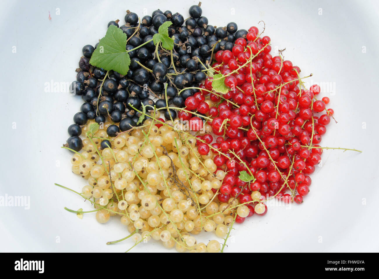 Ribes, Currants Stock Photo