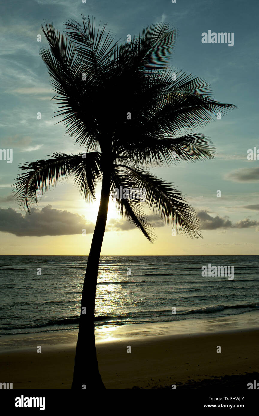 Silhouette of coconut tree at the beach Taipu Out - Marau Peninsula - Costa do Dende Stock Photo