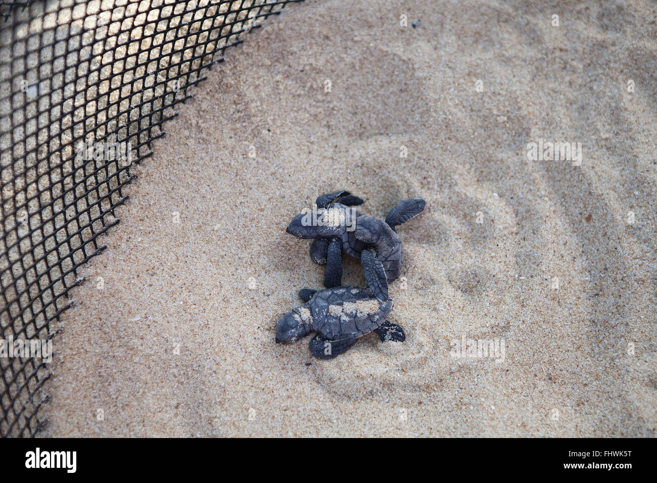 Birth of loggerhead Tamar Project, Open Museum of the Marine Turtle, Praia do Forte Stock Photo