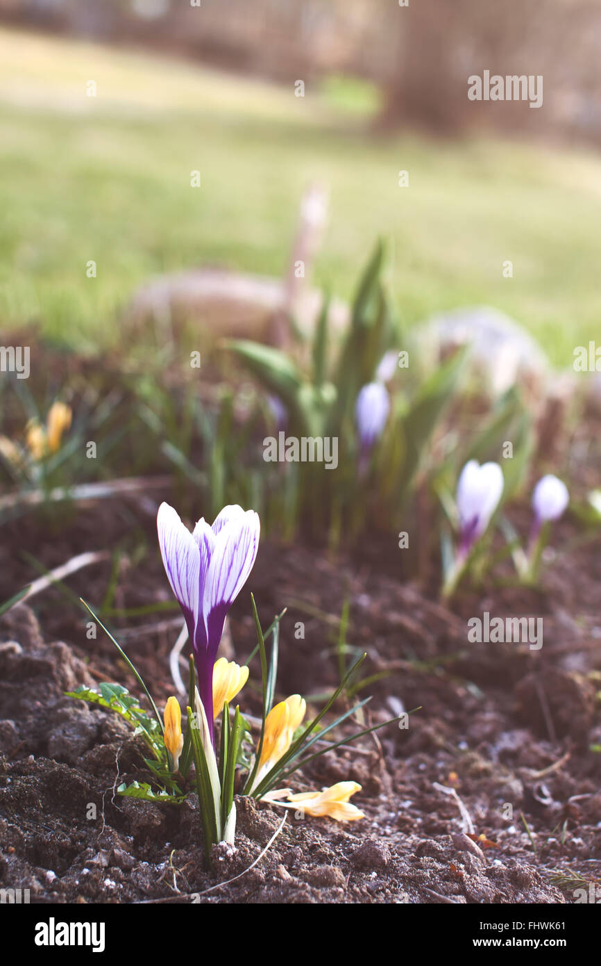 Saffron flower hires stock photography and images Alamy