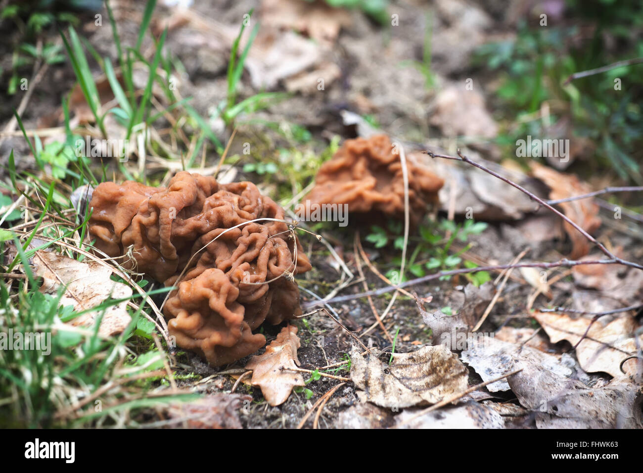 Gyromitra are highly poisonous when raw due to the presence of Gyromitrin, although some species are edible when cooked. Stock Photo