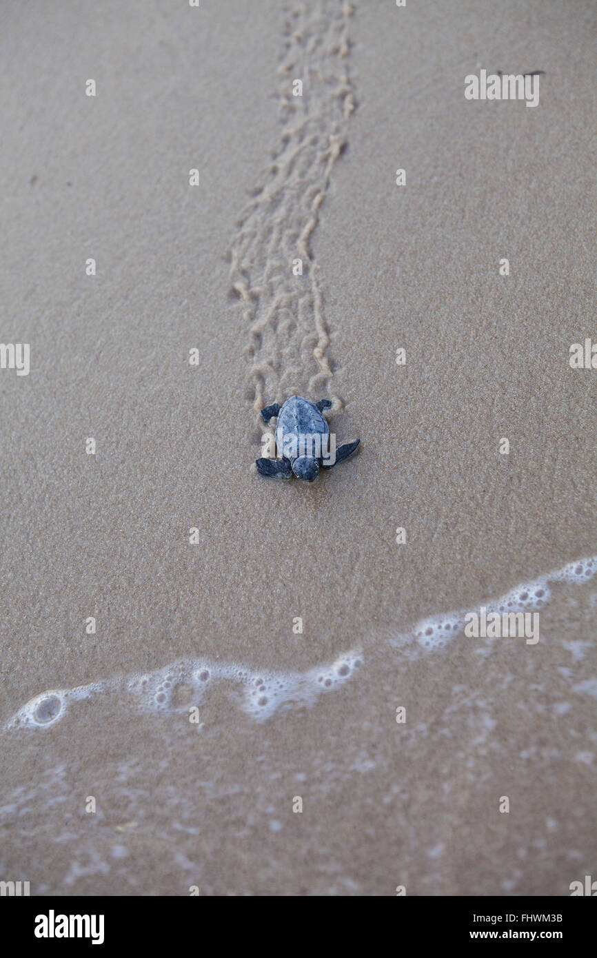 Young loggerhead toward the ocean in Praia do Forte, Projeto Tamar Stock Photo