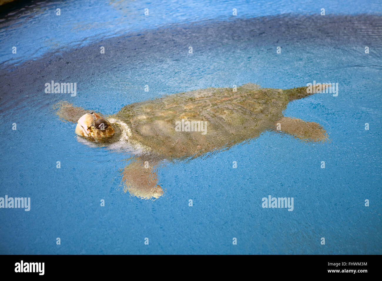 Loggerhead Turtle in the Tamar tank, Open Museum of the Marine Turtle, Praia do Forte Stock Photo