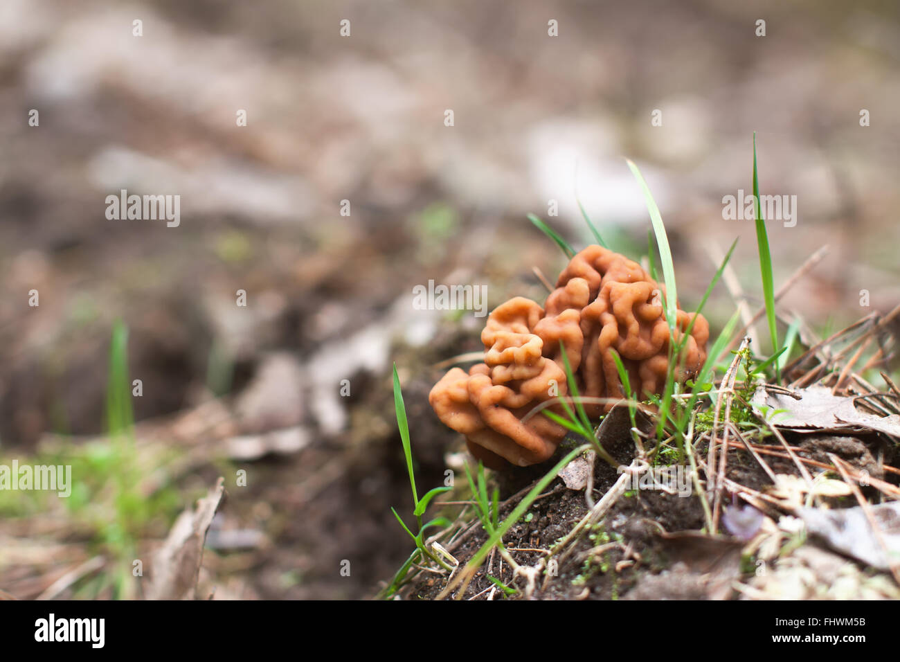 While many people eat false morels without apparent harm, some people have developed acute toxicity and recent evidence suggests Stock Photo