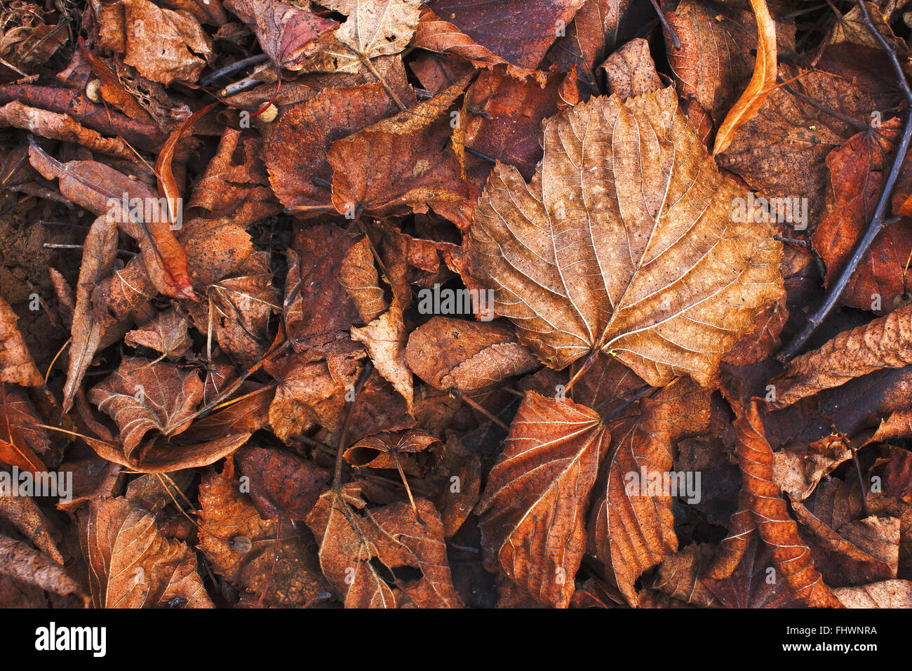 Autumn season old leaves foliage background Stock Photo