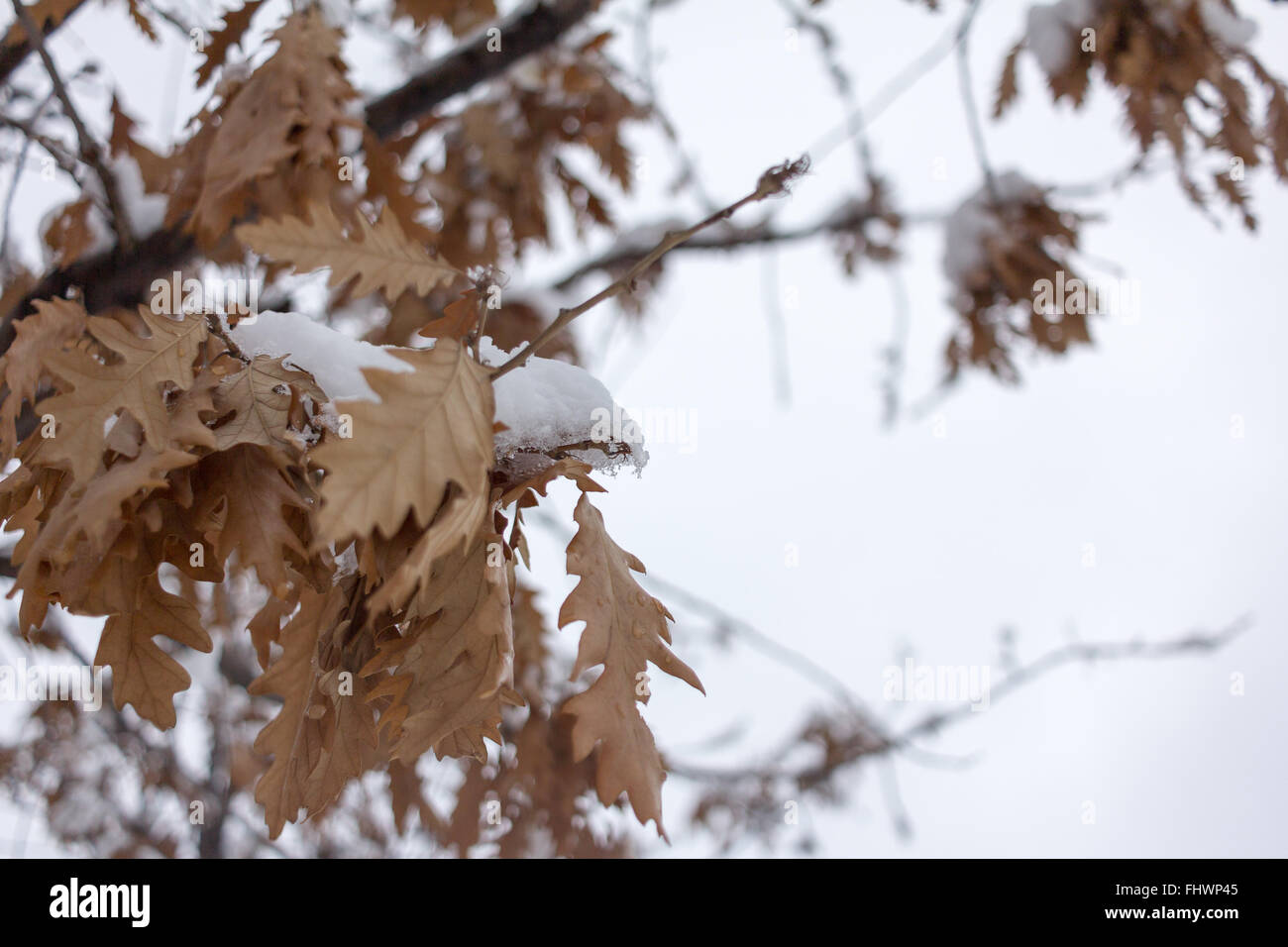 Leaves of the tree covered with snow. - Stock Image