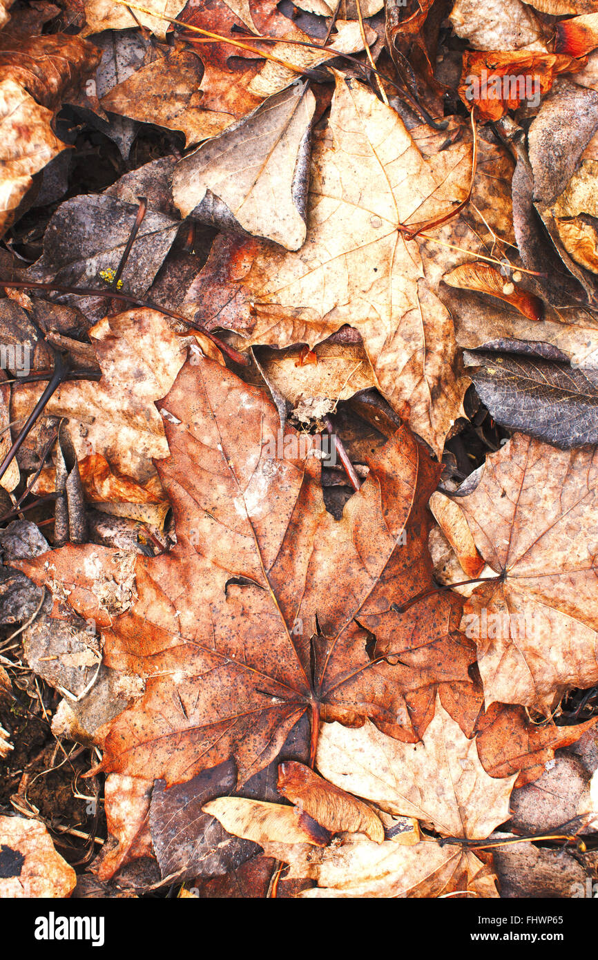 Beautiful fallen autumn orange leaves background texture Stock Photo