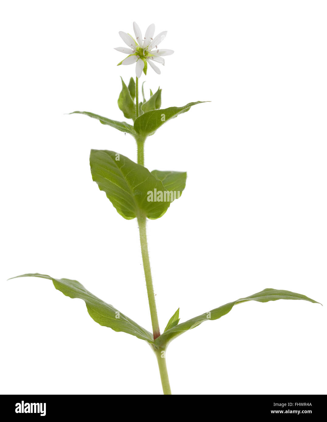 single flower (Myosoton aquaticum) on white background Stock Photo