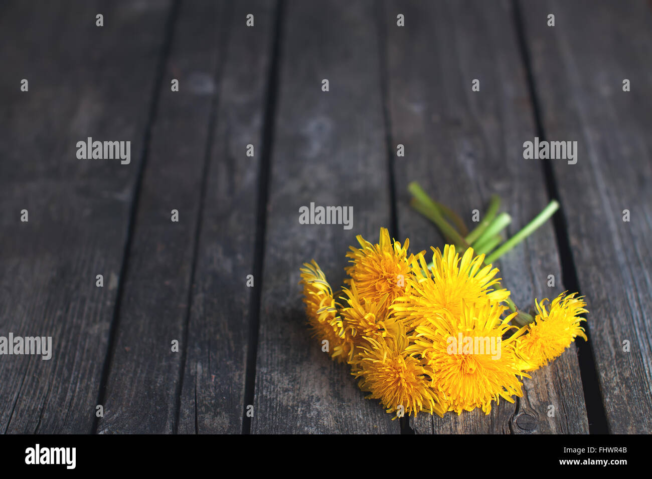 Dandelion bouquet on rustic wood Stock Photo