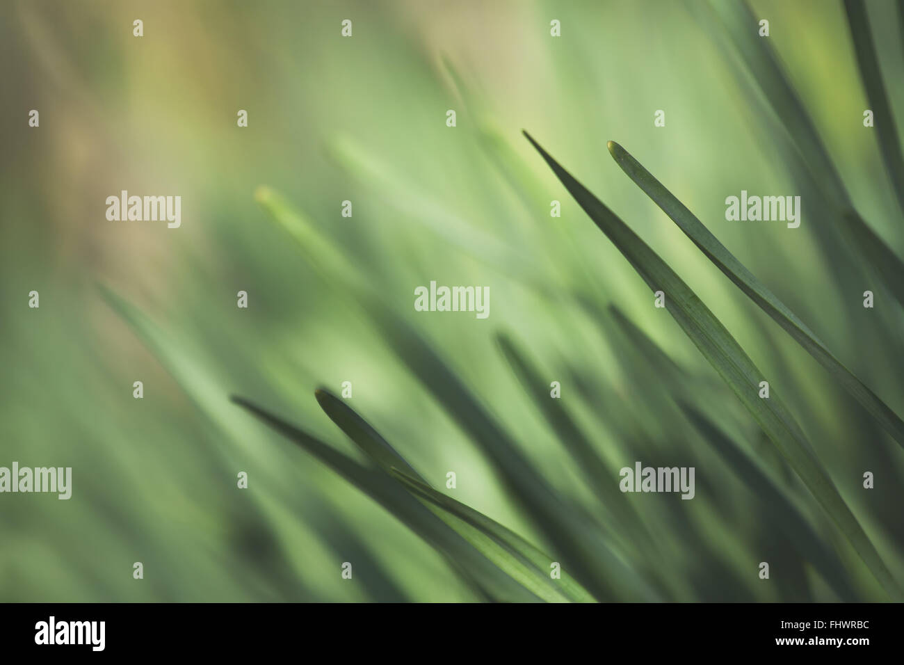 Close up shot of grass hi-res stock photography and images - Alamy