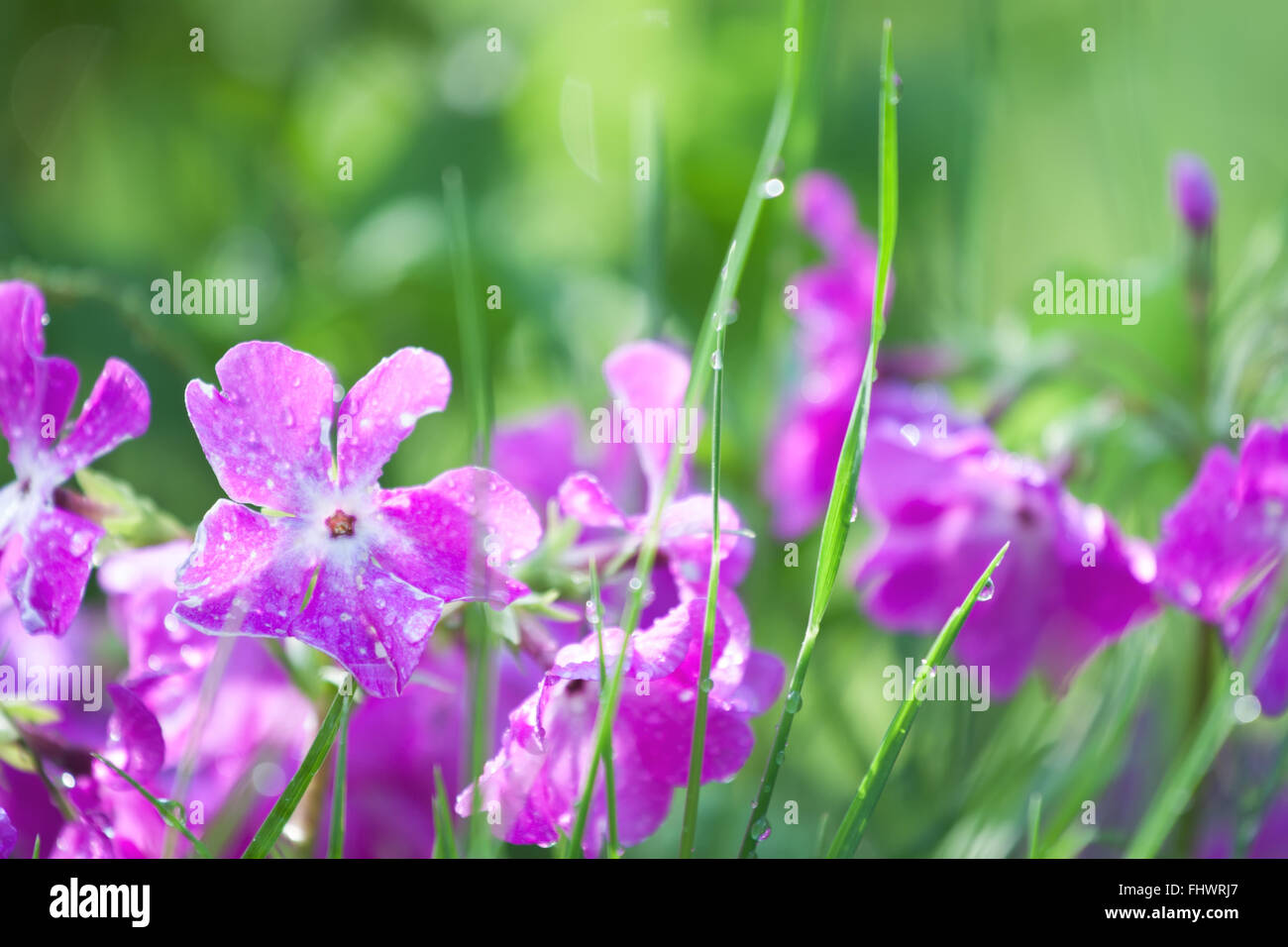 Purple spring flowers on green grass background Stock Photo