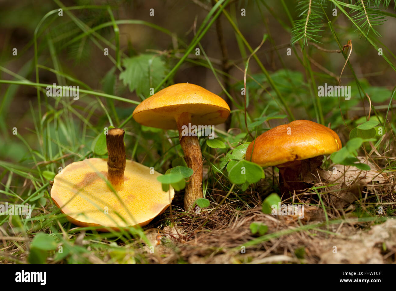 edible mushrooms (Suillus grevillei ) in forest Stock Photo