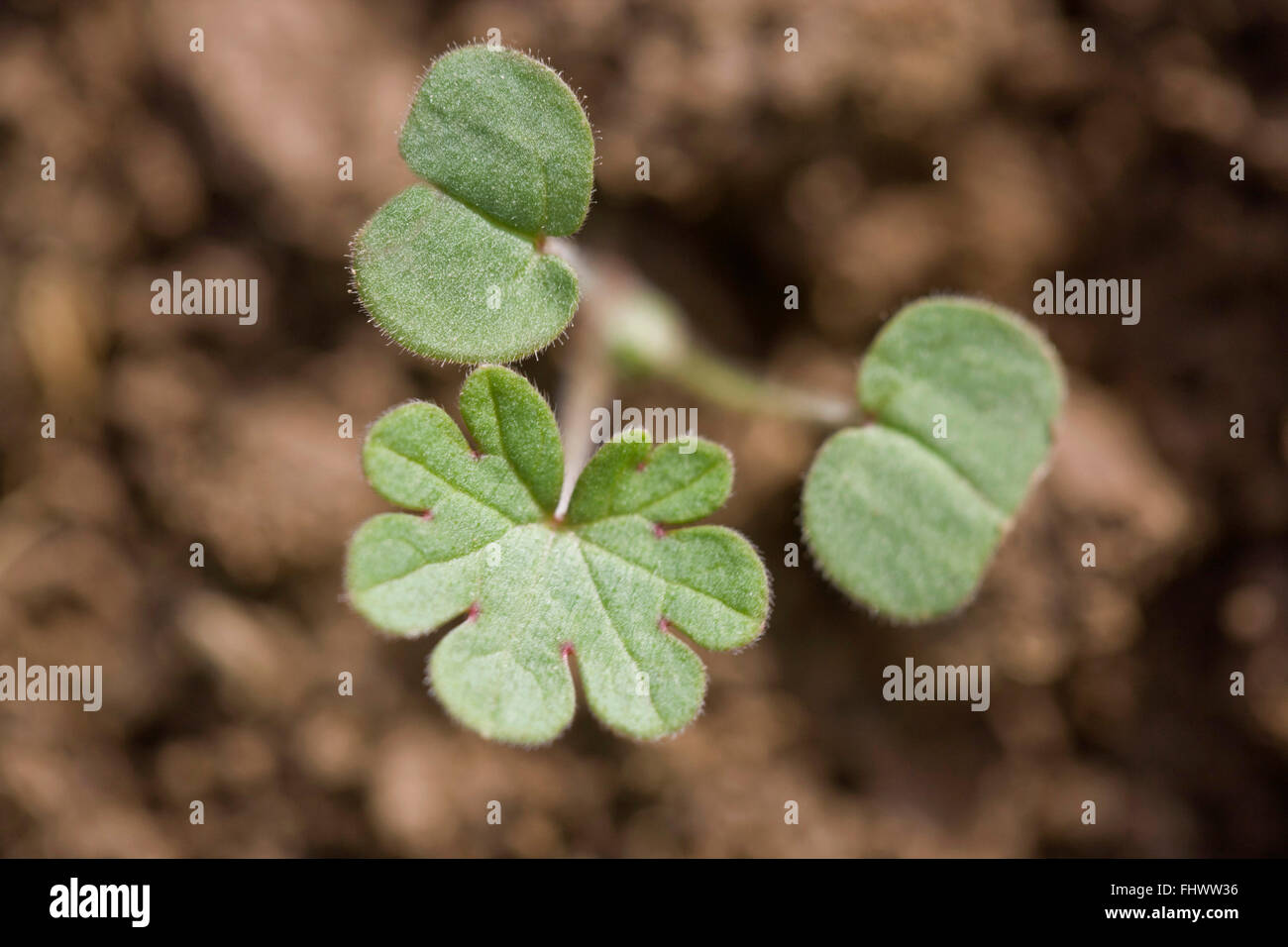 Geranium seedling Stock Photo Alamy