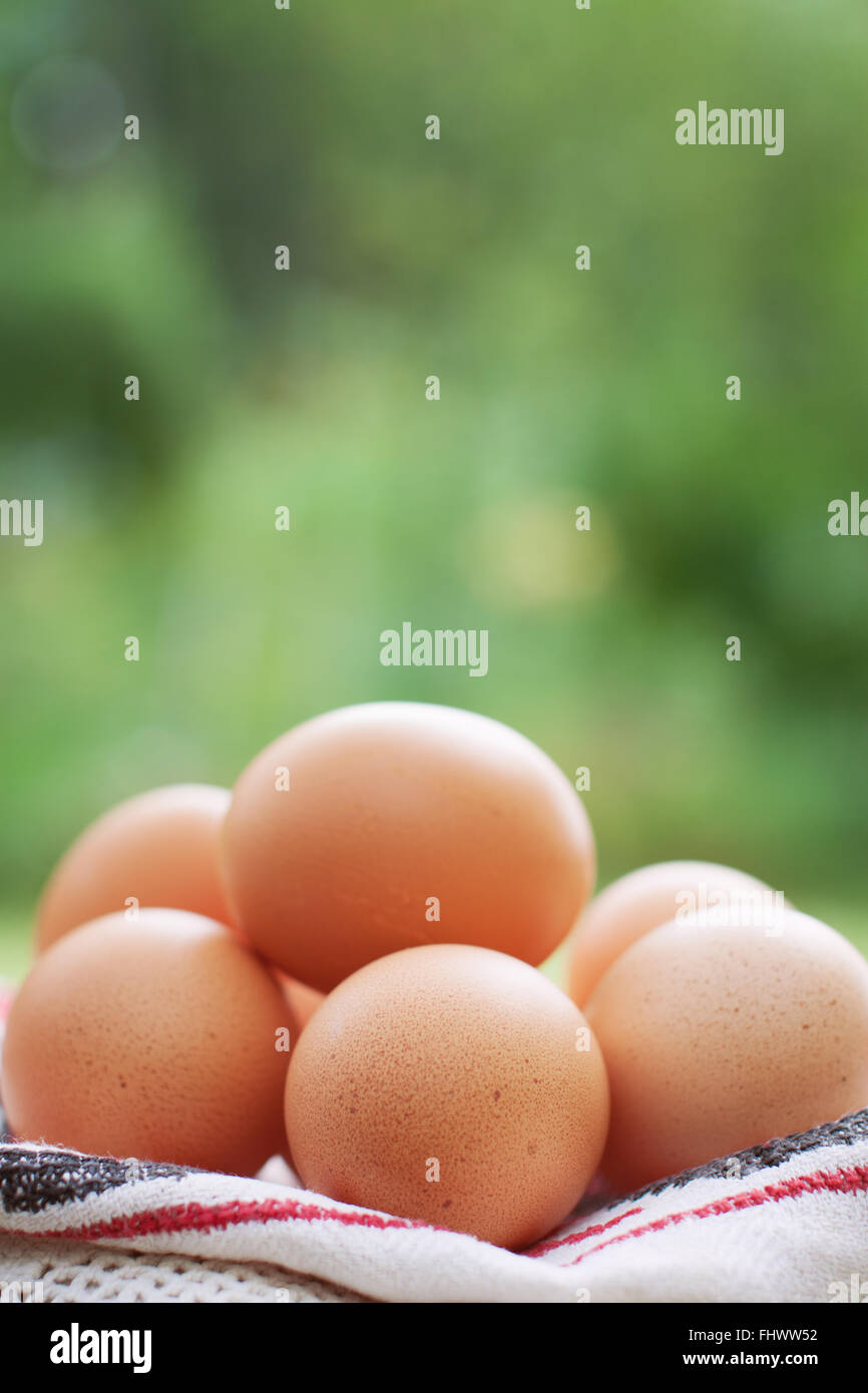 Hen house eggs hires stock photography and images Alamy