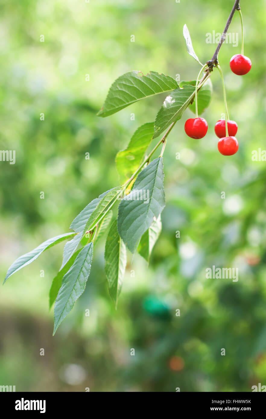 Ripe cherries on a branch of tree on natural rural background Stock Photo