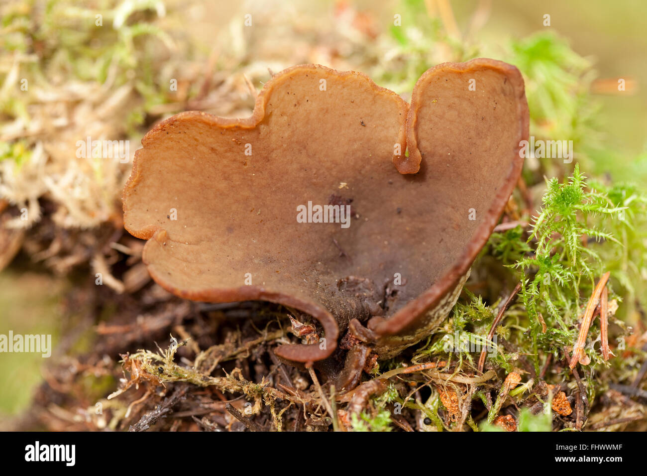 big mushroom(Peziza repanda Wahlenb) in forest Stock Photo