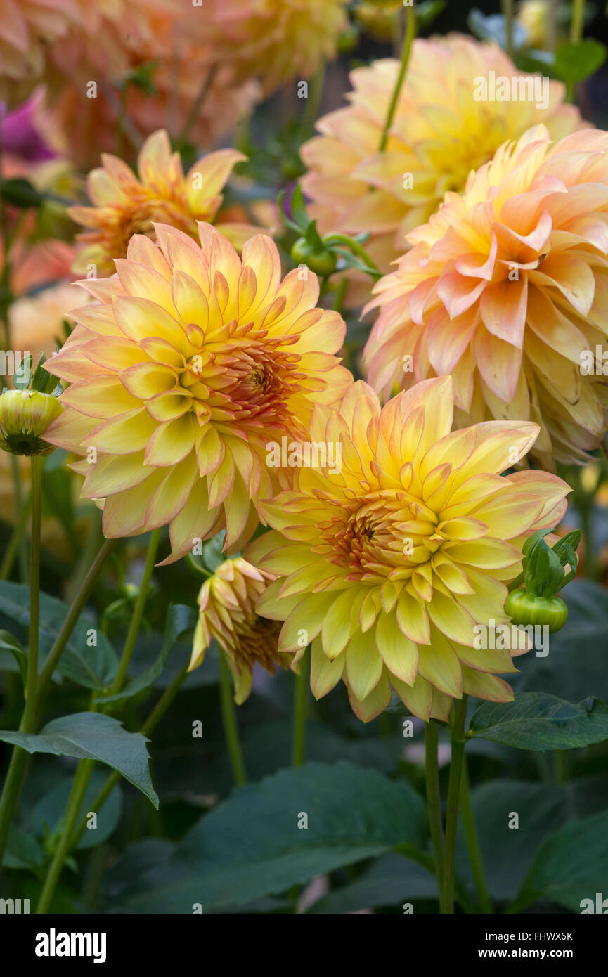 Dahlia portrait hi-res stock photography and images - Alamy
