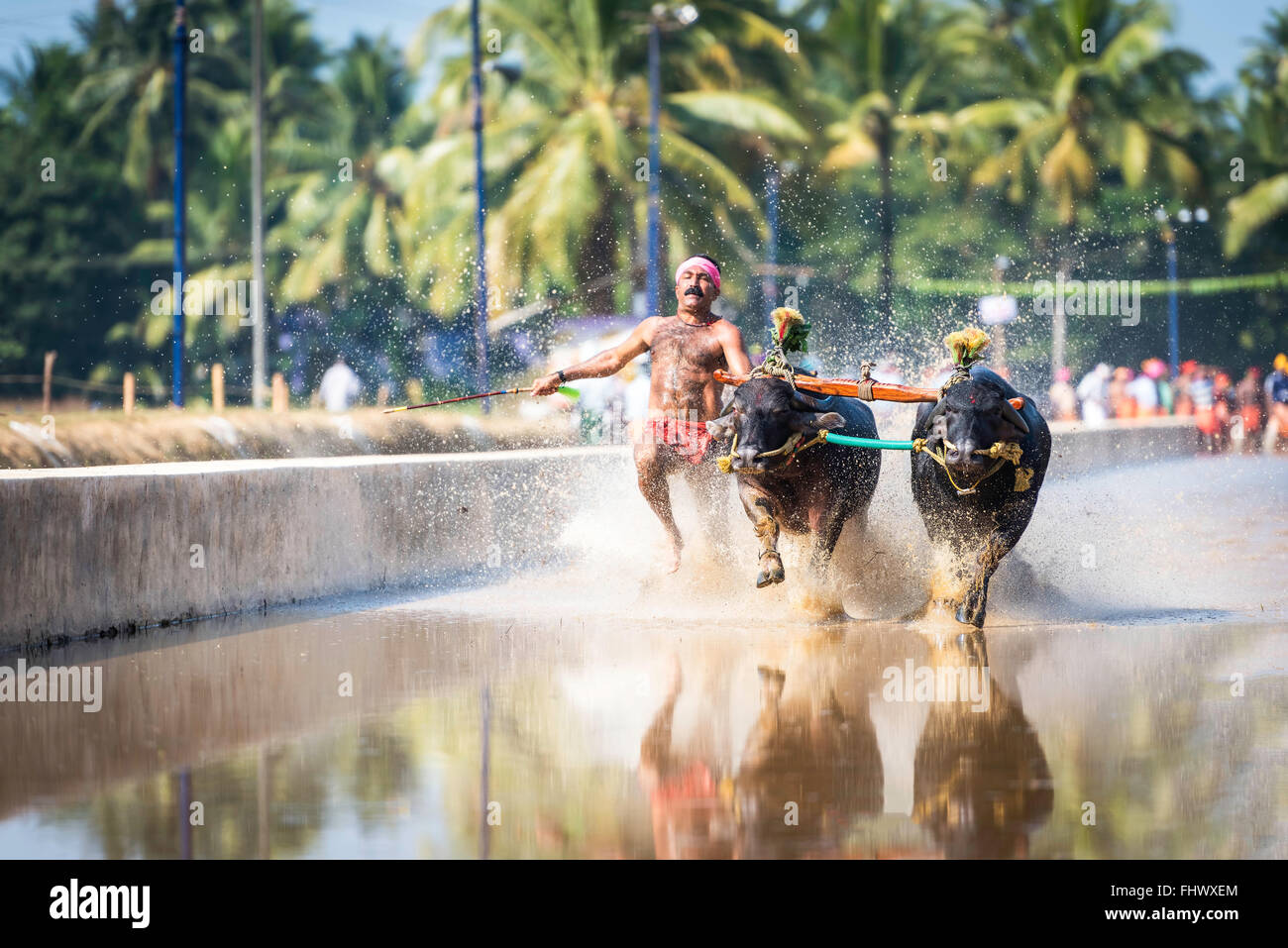 Buffalo race celebration in Western Karnataka, India Stock Photo