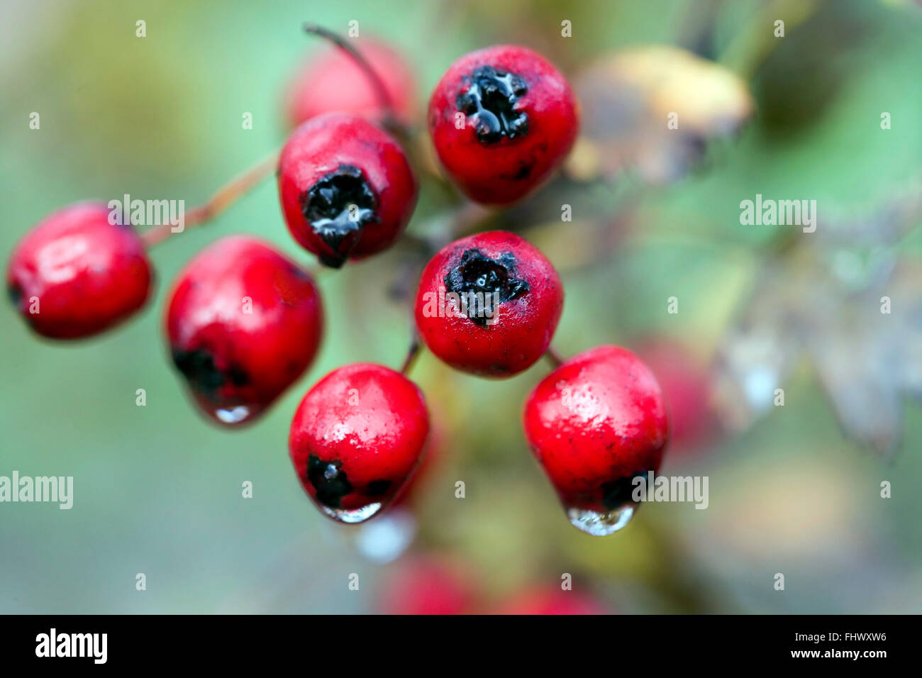 Hawthorn crataegus monogyna red hi-res stock photography and images - Alamy