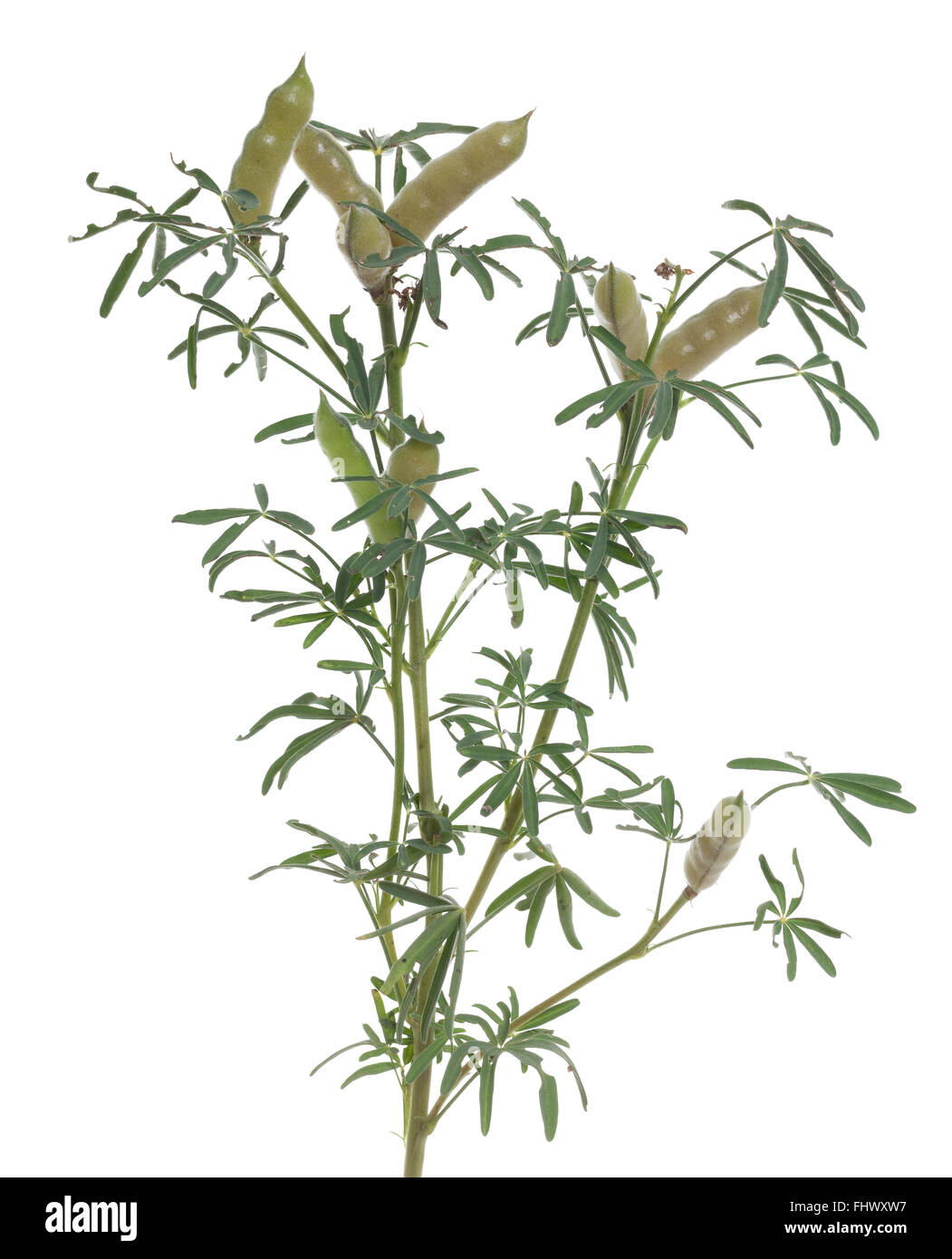 pod of lupin (Lupinus angustifolius) on white background Stock Photo