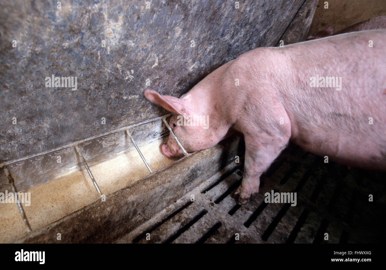 Porcine hires stock photography and images Alamy
