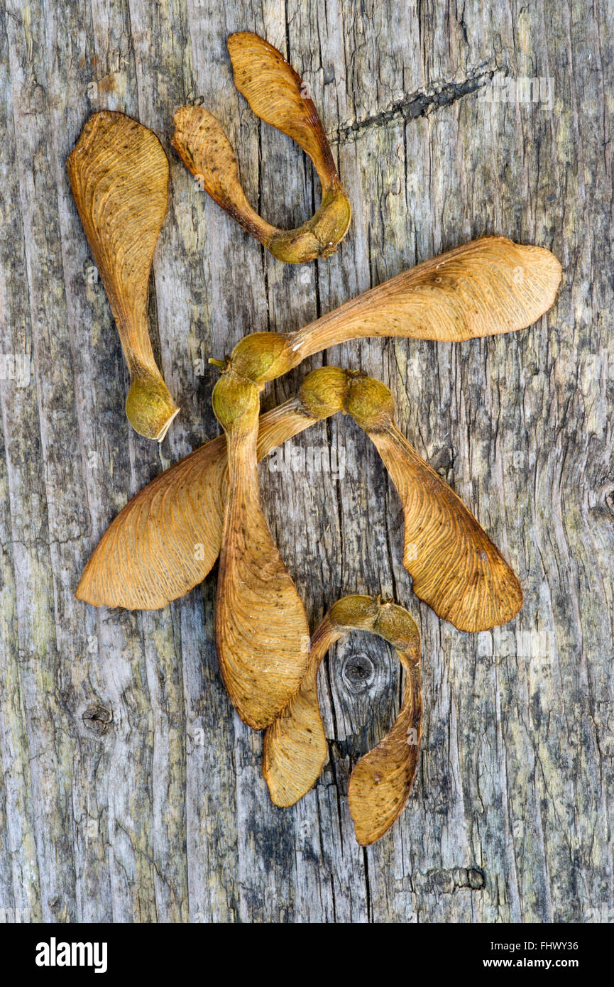 Sycamore - Acer pseudoplatanus seeds on wooden table. Stock Photo