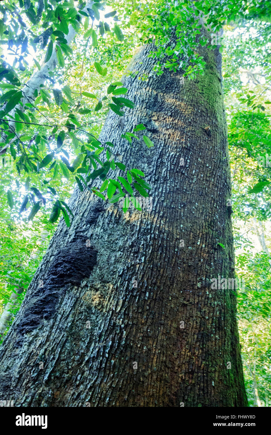 Amazon rainforest tropical rainforest hires stock photography and