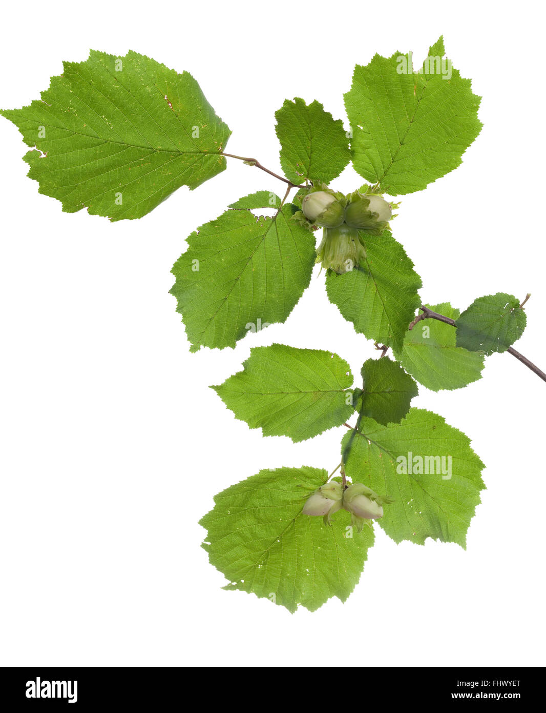 branch of unripe hazelnut on white background Stock Photo