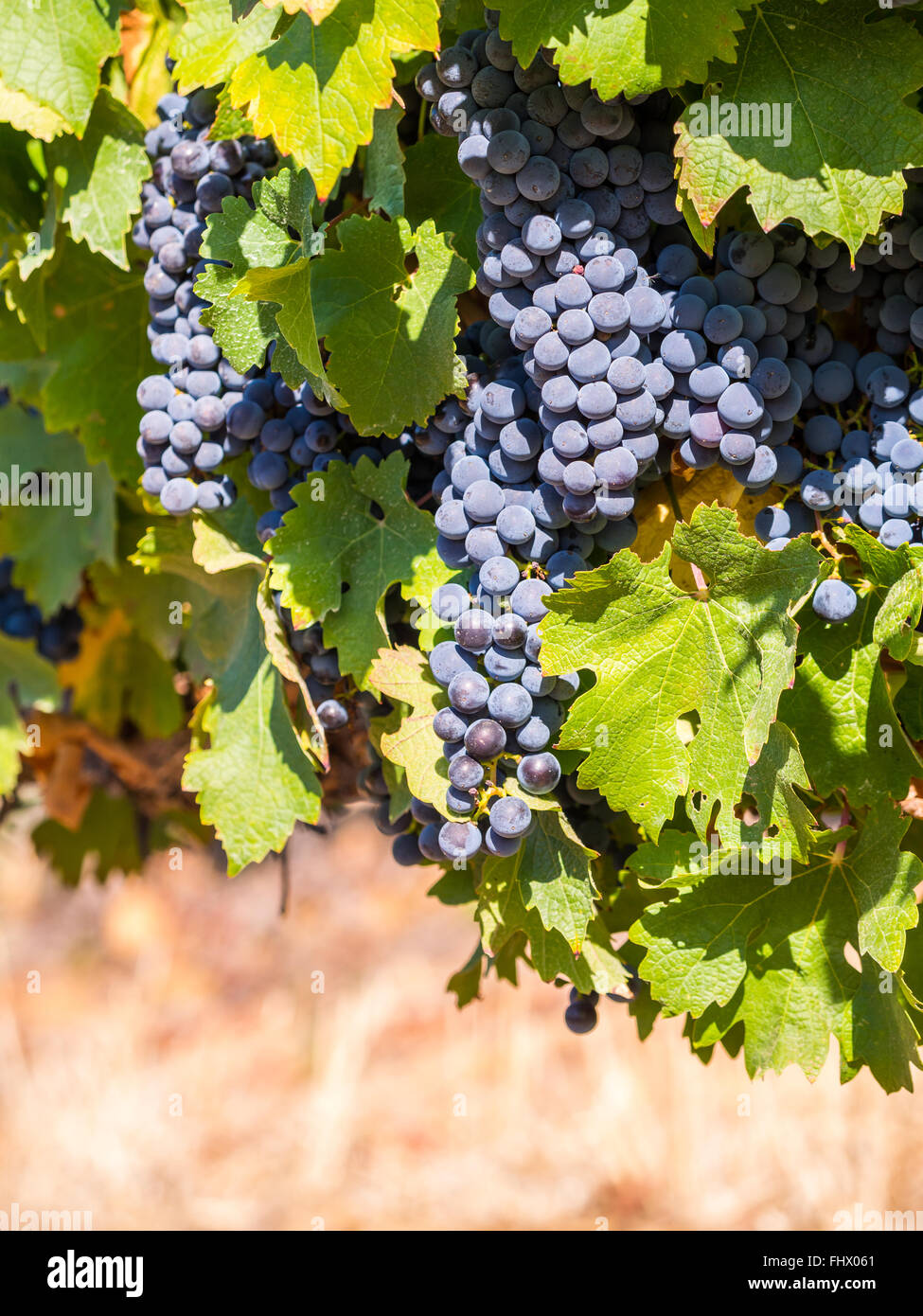 Bunches of red grapes growing in one of the vineyards in Stellenbosh