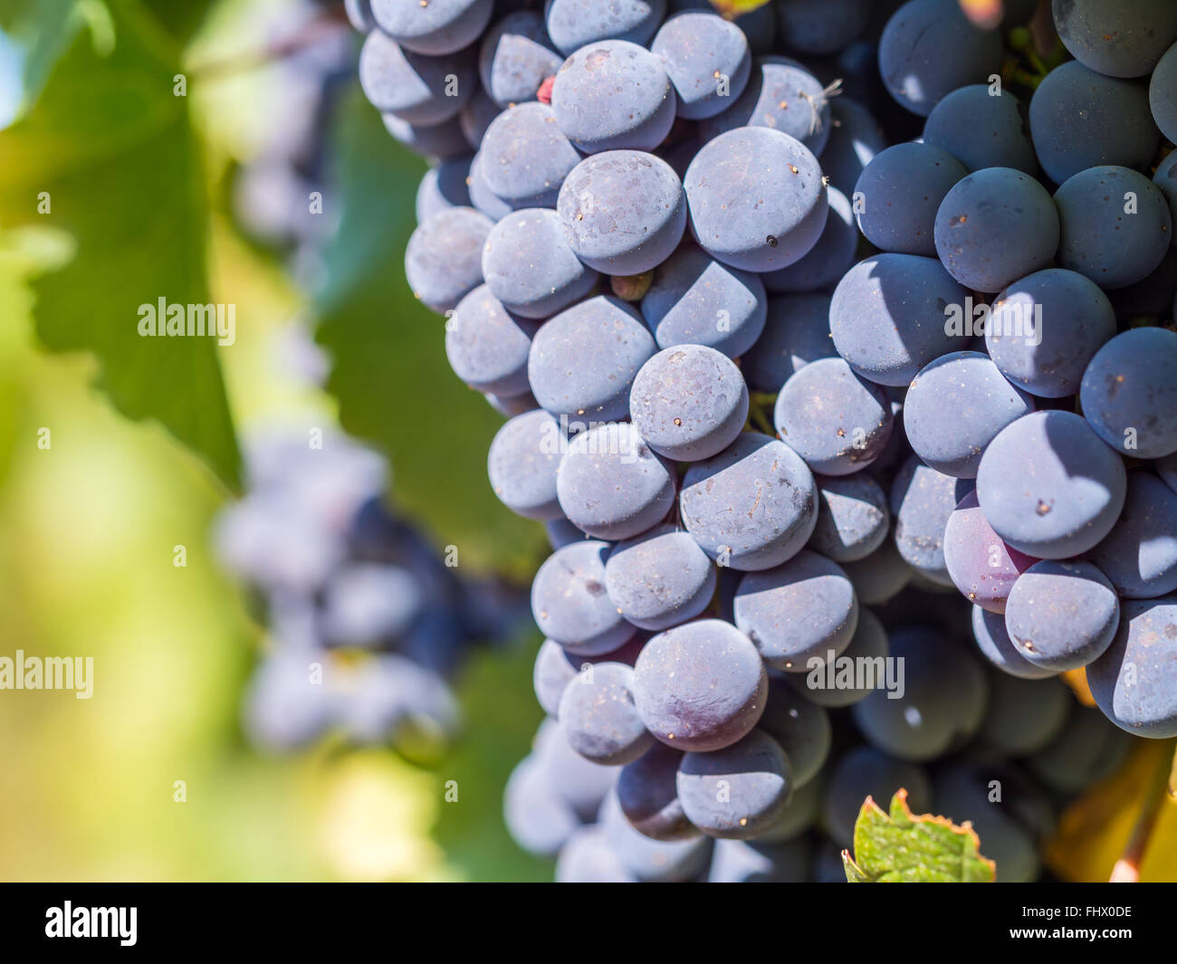 Bunches of red grapes growing in one of the vineyards in Stellenbosh, South Africa. Close up. Stock Photo