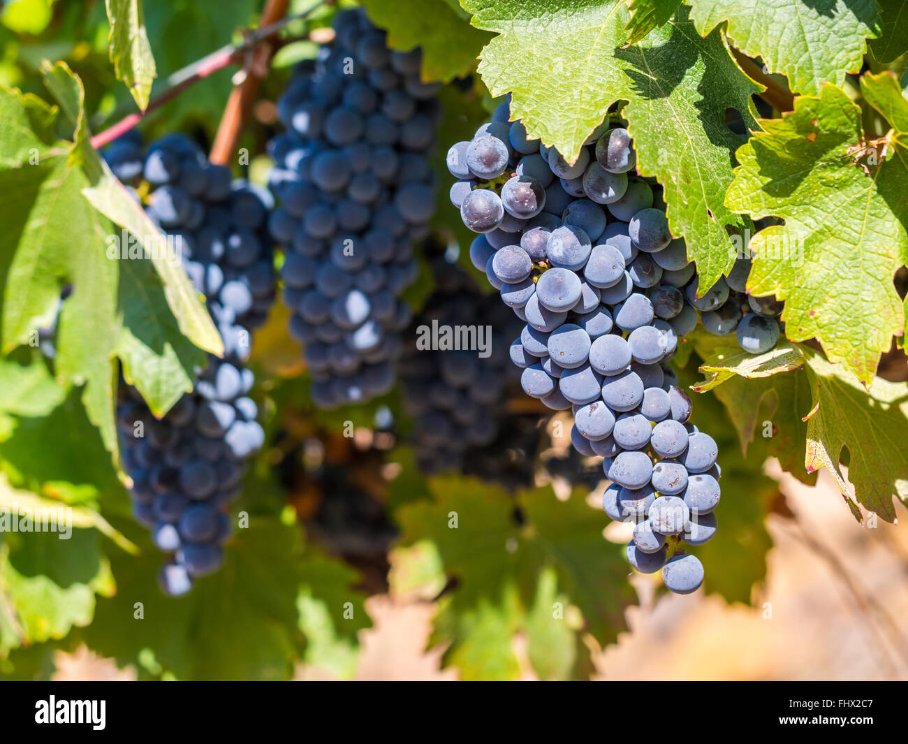Bunches of red grapes growing in one of the vineyards in Stellenbosh, South Africa. Stock Photo