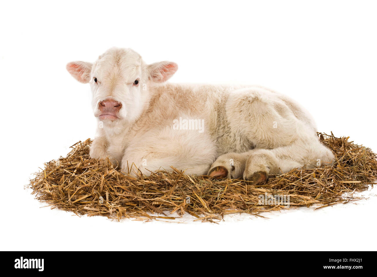 Charolais calf Stock Photo
