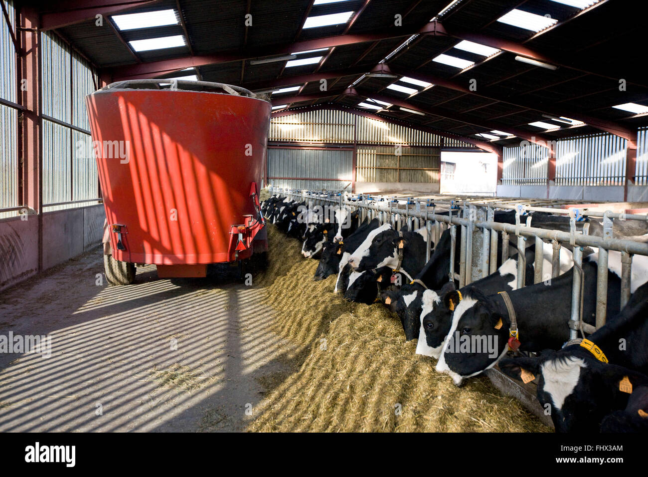 Cattle breeding : distribution of fodder Stock Photo
