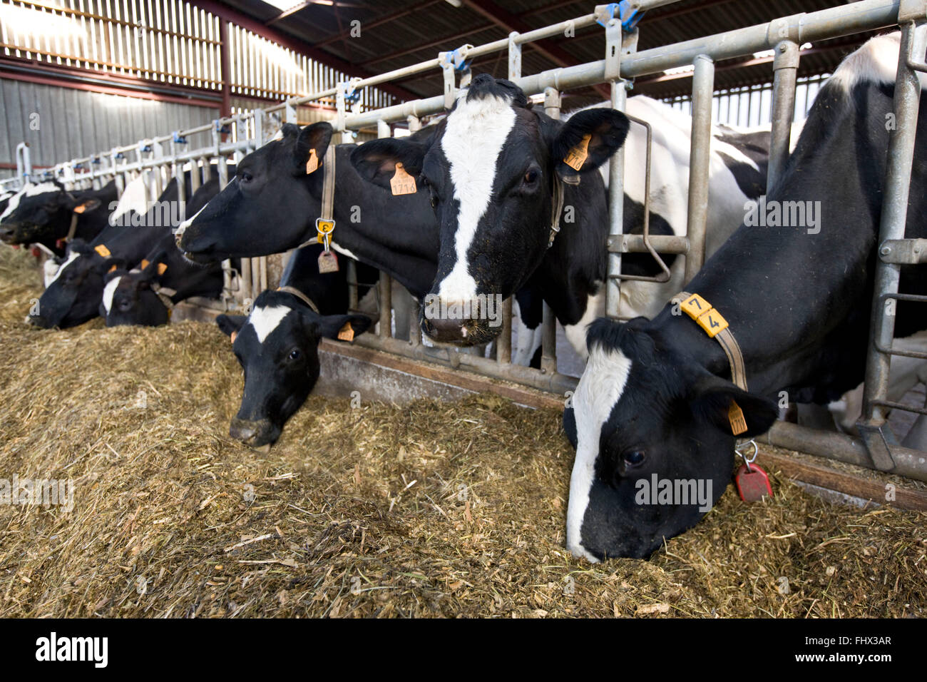 Cow eating fodder Stock Photo Alamy