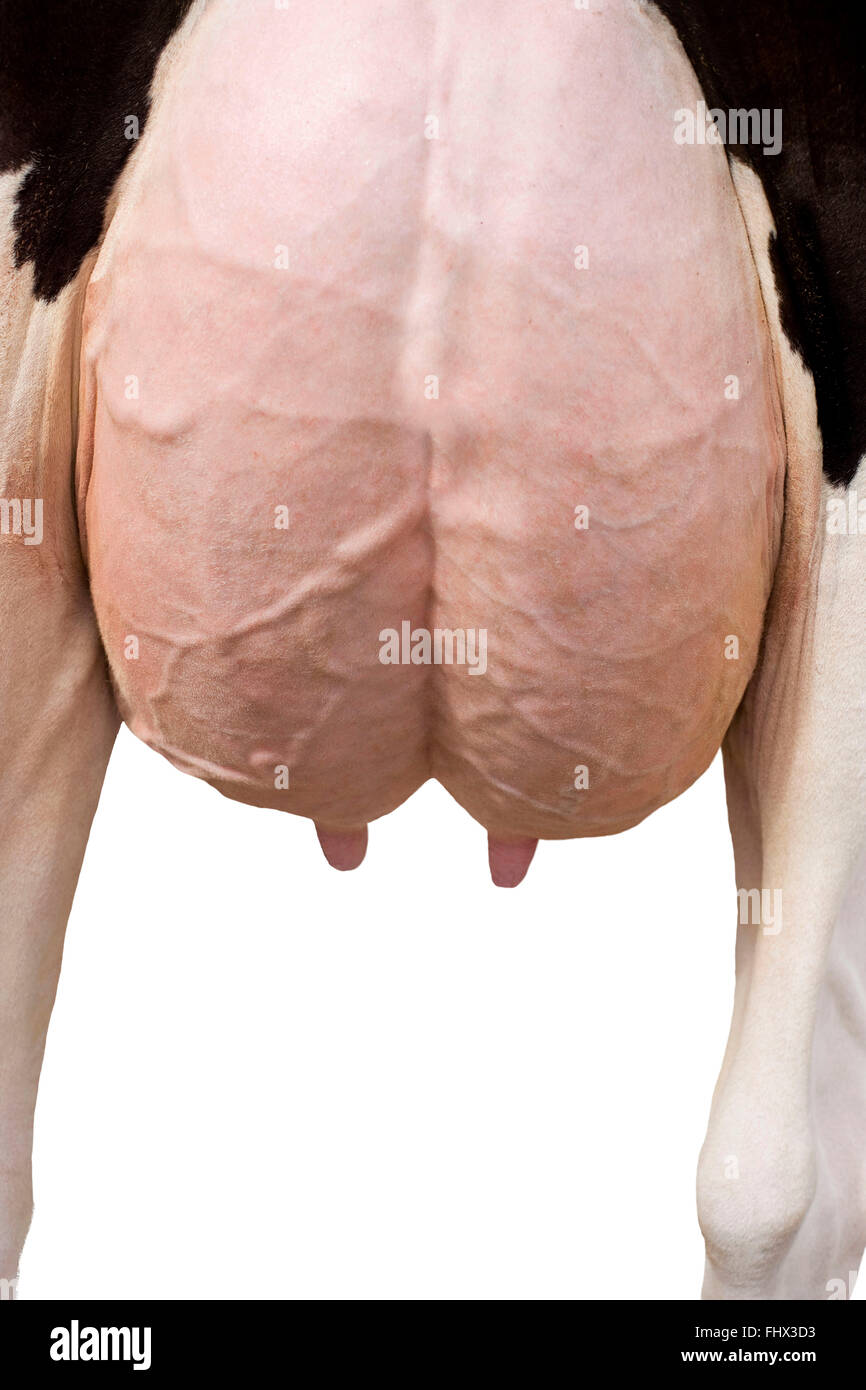 Holstein cow Stock Photo