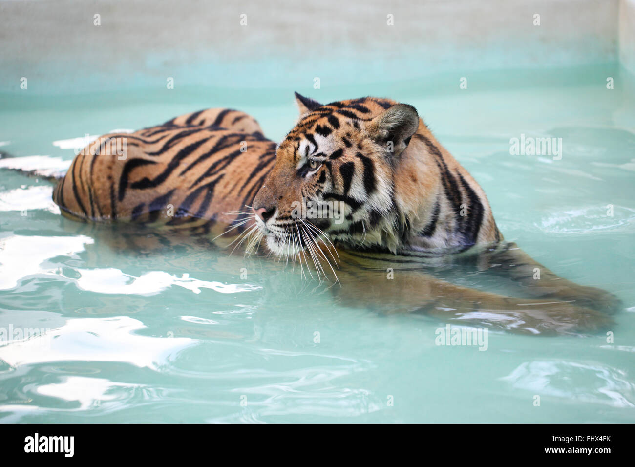 Swimming tiger pool hires stock photography and images Alamy