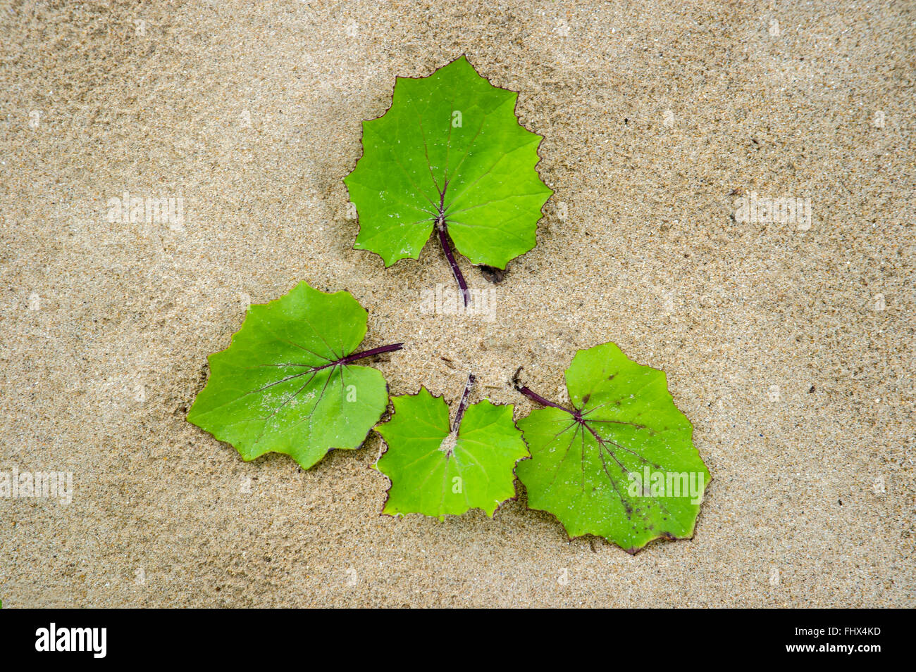Tussilago farfara, Coltsfoot leaves newly colonising sand dunes. Stock Photo