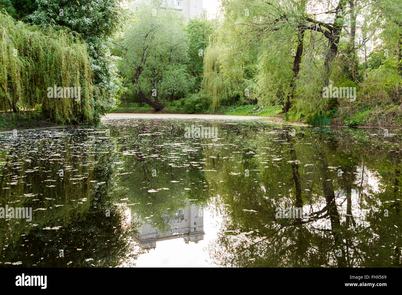 overgrown pond and weeping willows in the park Stock Photo Alamy