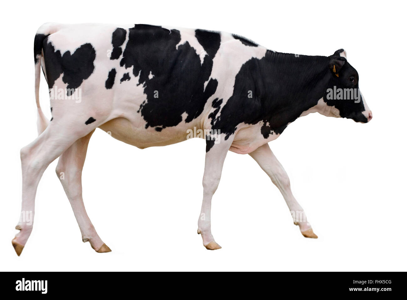 Holstein Heifer High Resolution Stock Photography and Images - Alamy