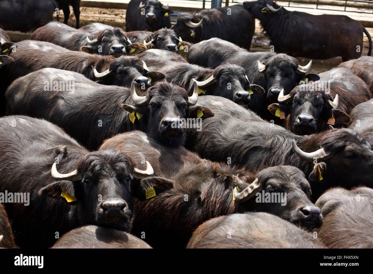 Italy: buffalo breeding Stock Photo - Alamy
