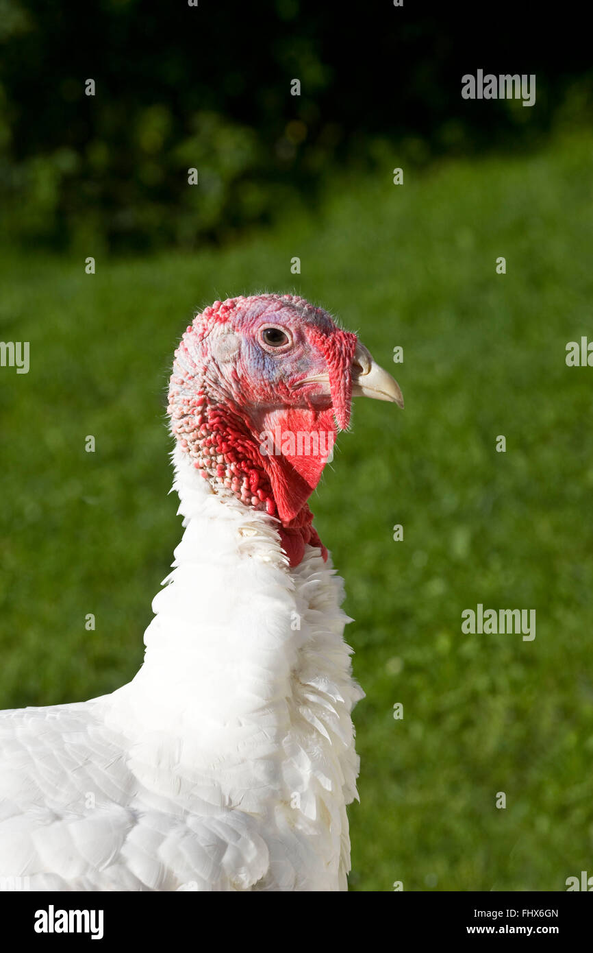 White turkey hen Stock Photo Alamy