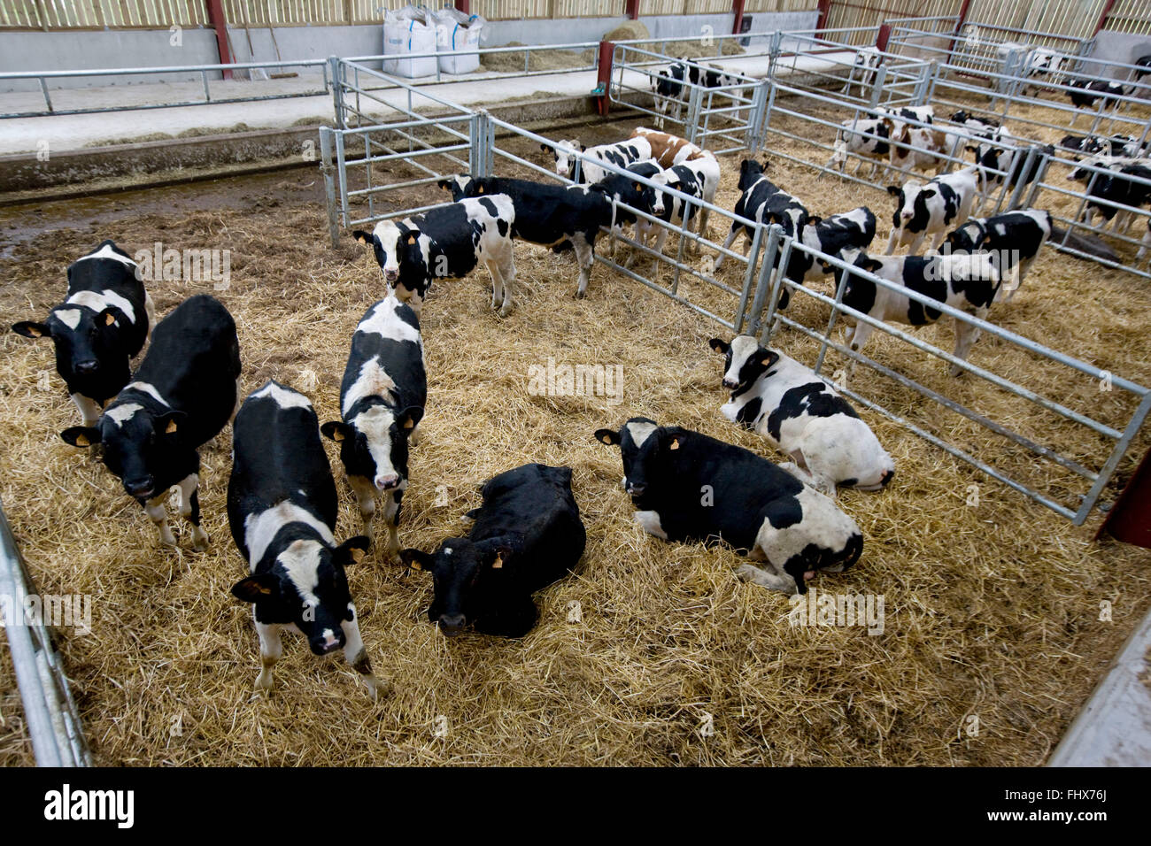 Holstein bullcalves Stock Photo Alamy