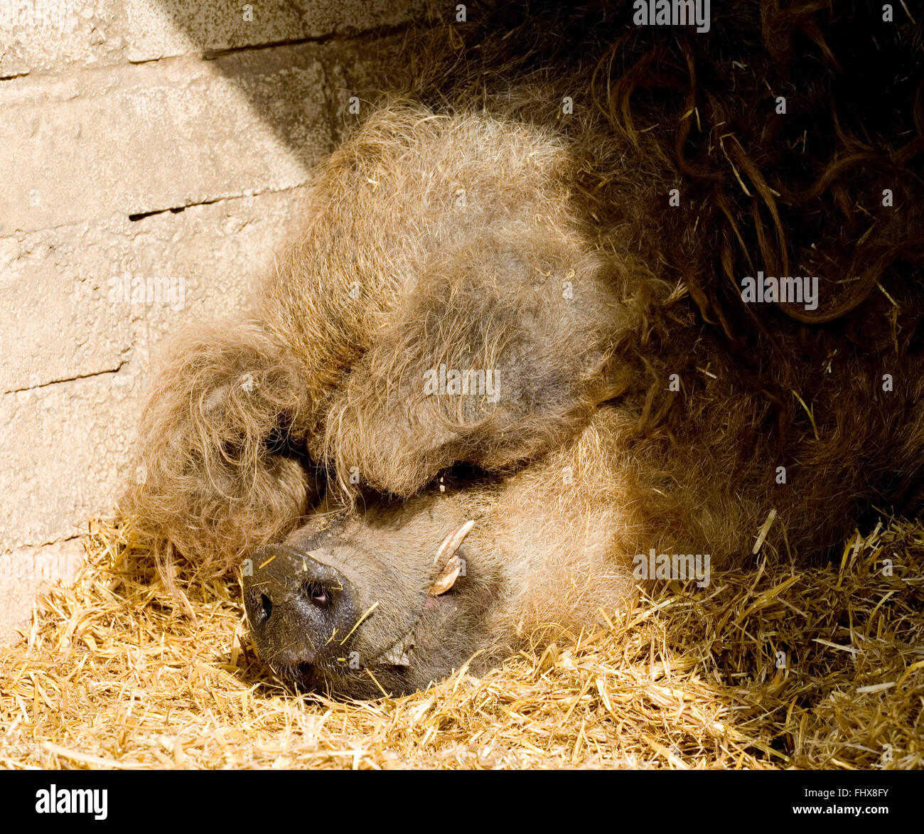 mangalitsa pig Stock Photo