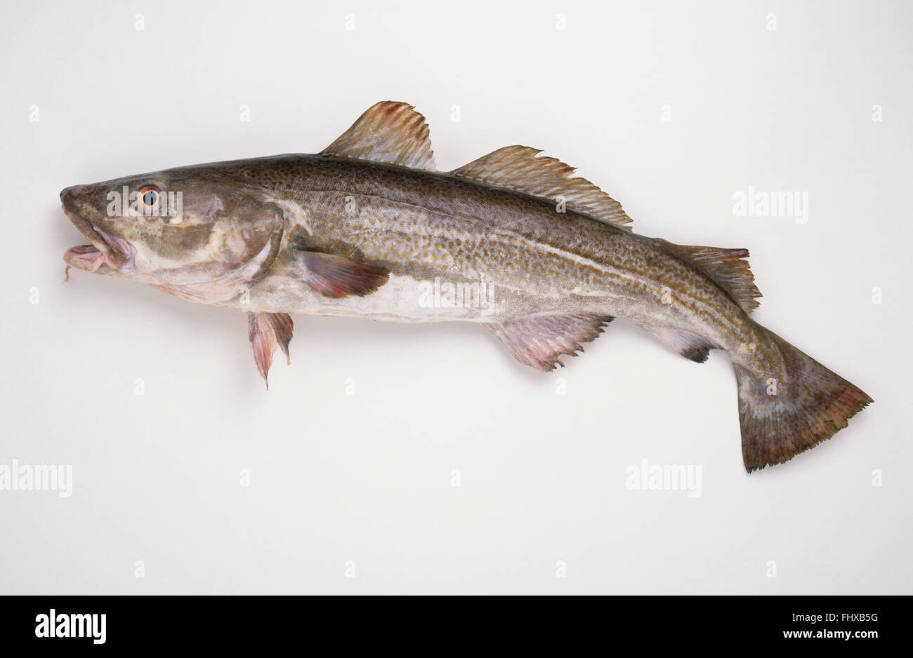 Тресковая рыба 6 букв. Атлантическая треска тресковые. Треска gadus morhua. Треска рыба фото. Как выглядит треска.