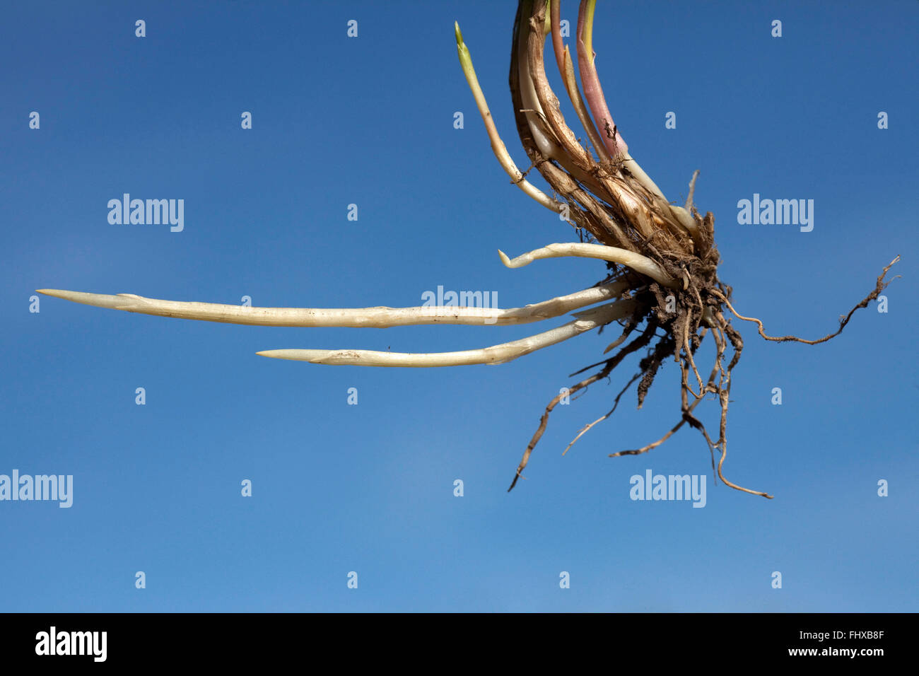Couchgrass rhizome Stock Photo