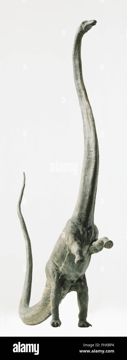 Barosaurus rearing up on its hind legs. Stock Photo